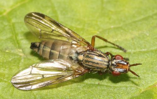 Dorycera graminum